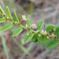 Phyllanthus wheeleri G.L.Webster